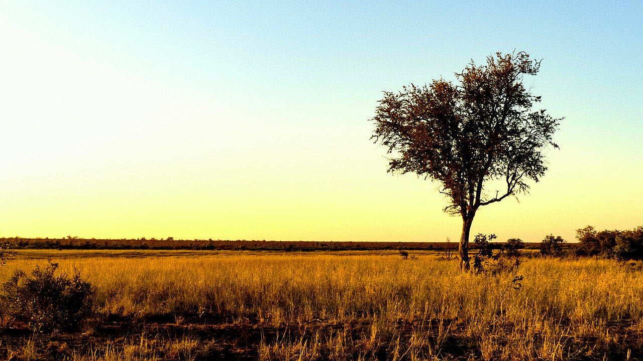 Golden morning light over Kruger National Park grassland